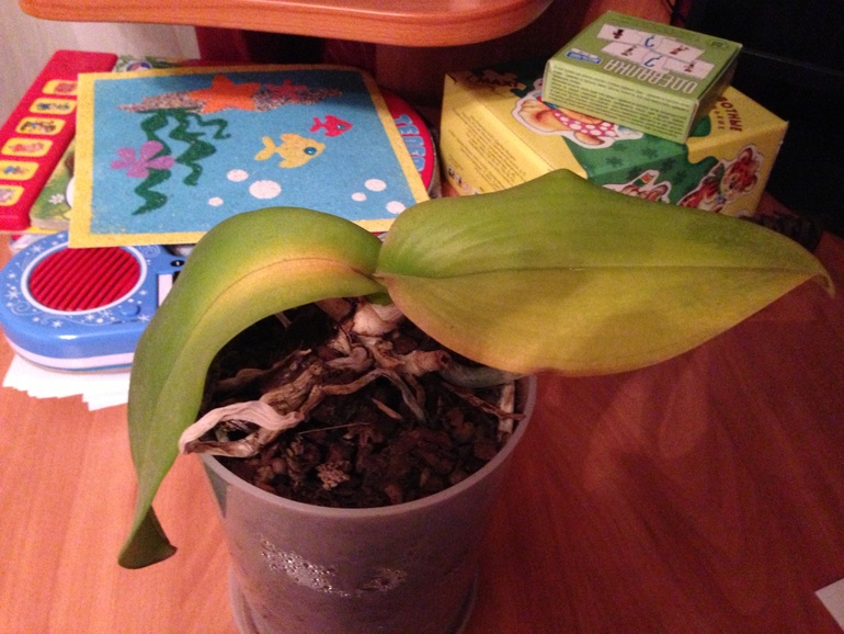 У орхидеи желтеют листья!!!!!!