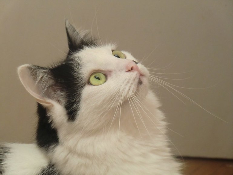 наш кот по кличке Кошак =)