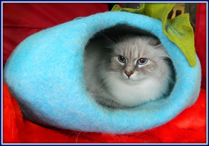 Тили-тили-тили - БОМ! Вот свалялся кошкин дом! ))))