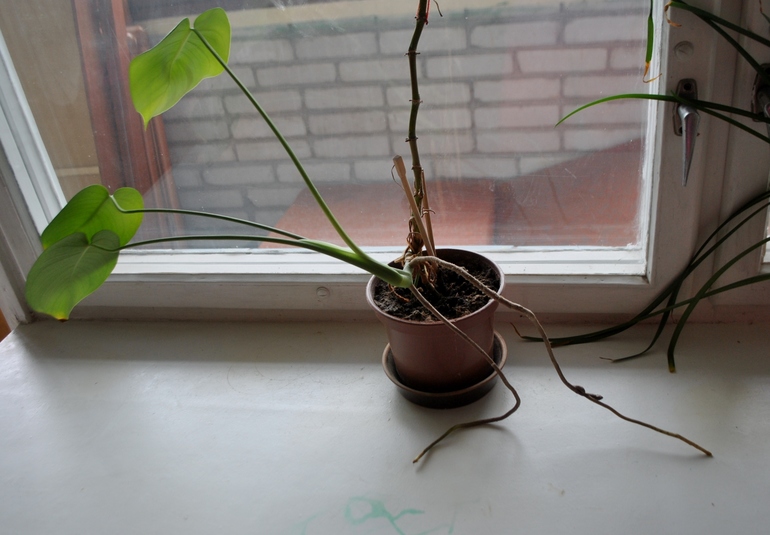 Девочки, подскажите!