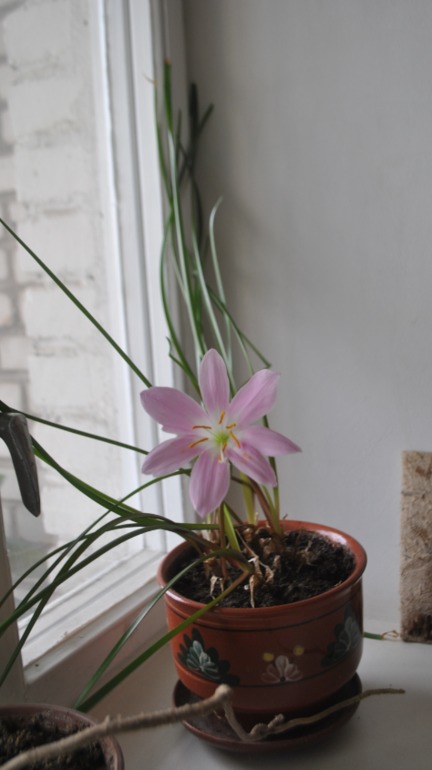 Помогите опознать