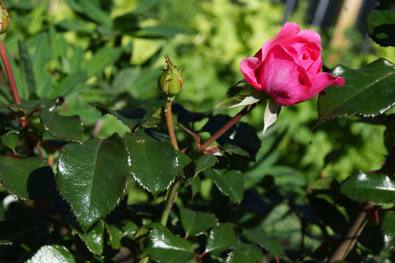 Д/З Эпизод второй. Композиция. Правило третей.