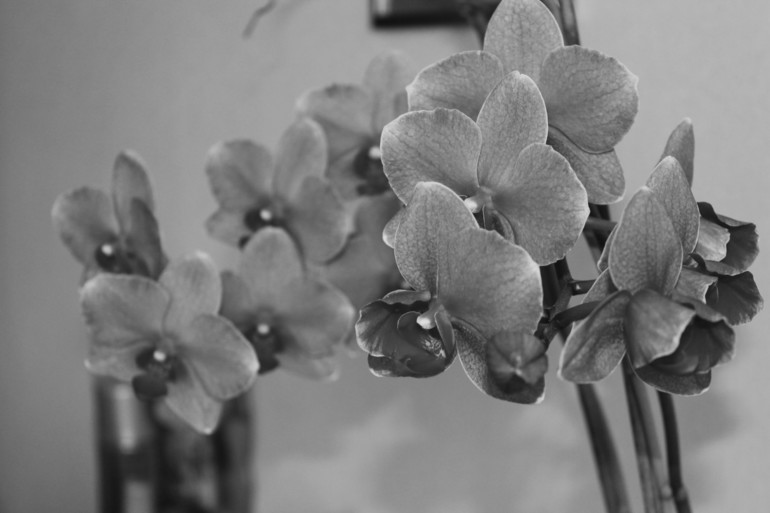 Контрольное задание № 19. Делаем черно-белое фото в Photoshop