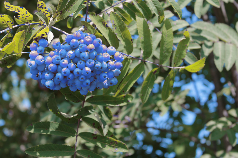 Контрольное задание № 20. Меняем цвет в Photoshop