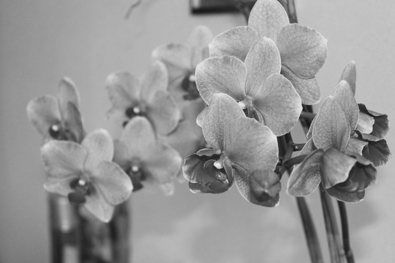 Контрольное задание № 19. Делаем черно-белое фото в Photoshop