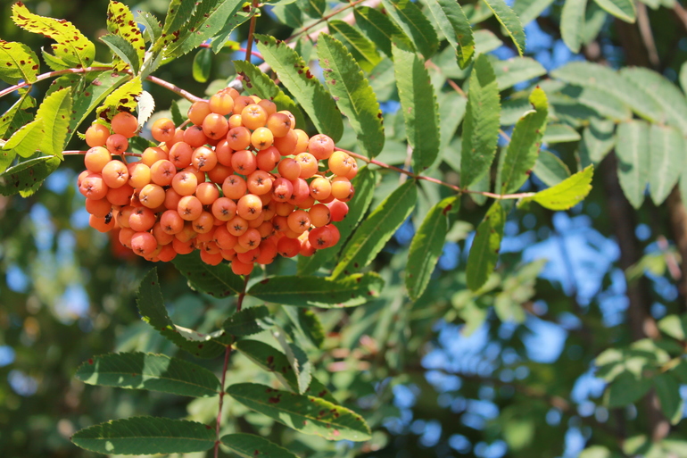 Контрольное задание № 20. Меняем цвет в Photoshop