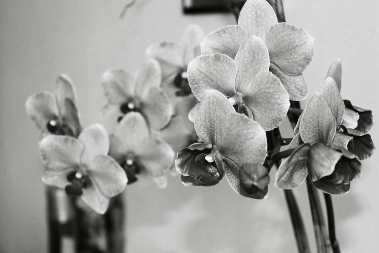 Контрольное задание № 19. Делаем черно-белое фото в Photoshop