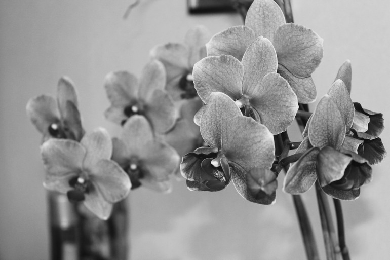 Контрольное задание № 19. Делаем черно-белое фото в Photoshop