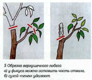 Как правильно обрезать фикус фото