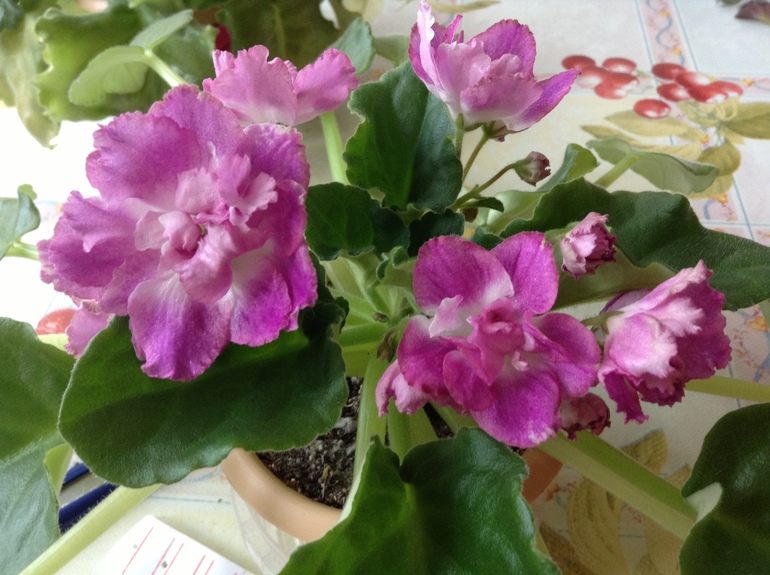 Продам лишние детки и взрослые розетки фиалок, 150-250 руб, бабушкинская