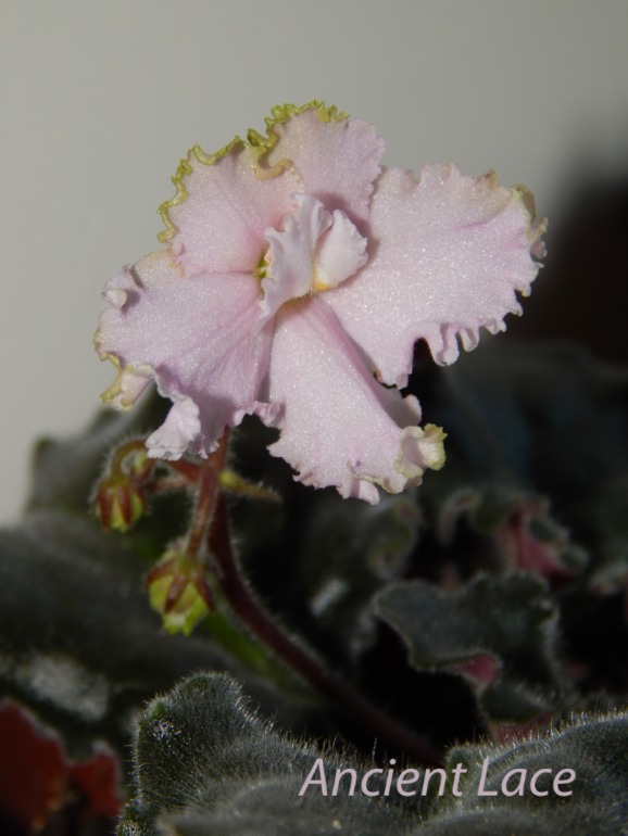 Расцвели мои стартеры)