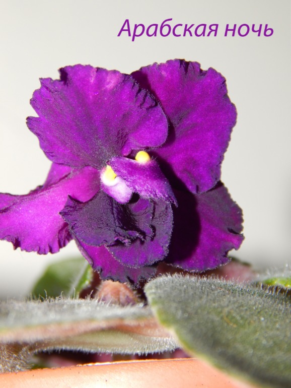 Расцвели мои стартеры)