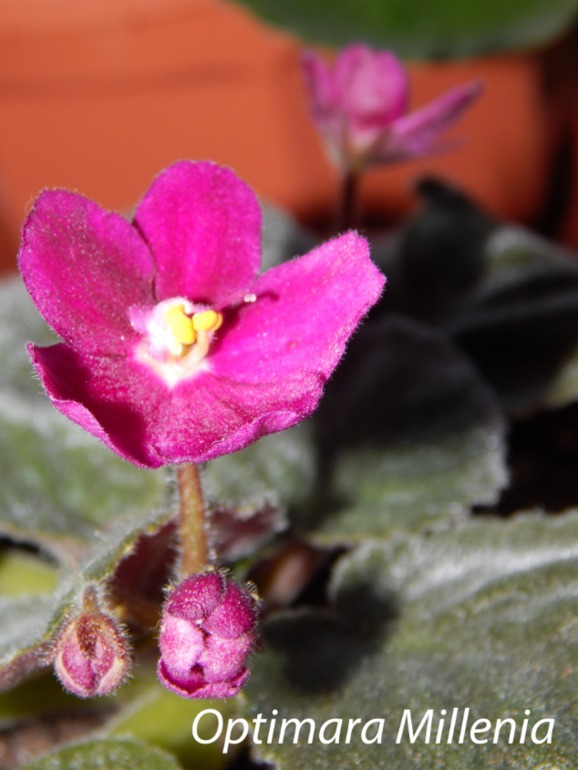 Расцвели мои стартеры)