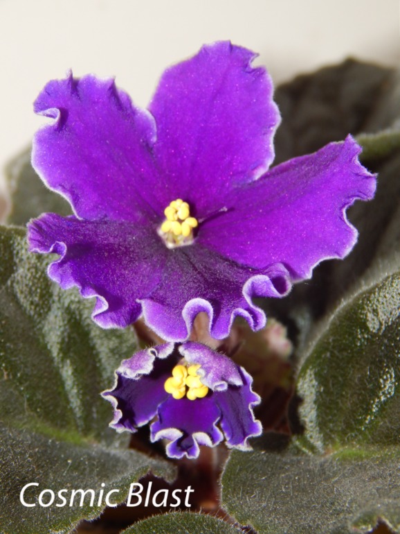 Расцвели мои стартеры)