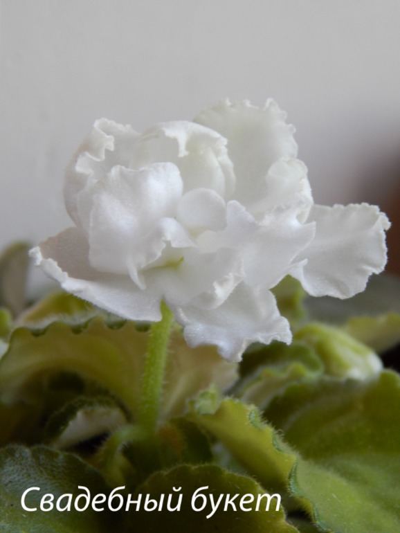 Расцвели мои стартеры)