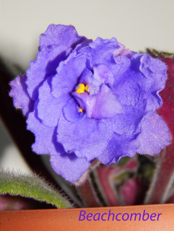 Расцвели мои стартеры)