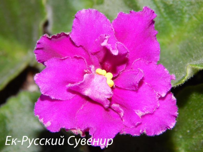 Расцвели мои стартеры)