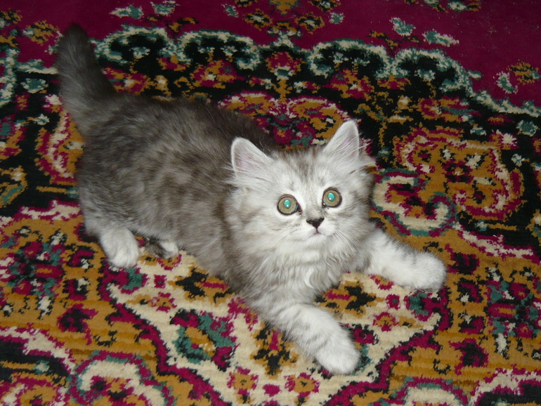 Каких окрасов у нас будут котятки?