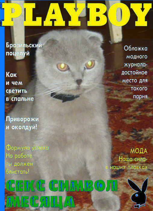 Каких окрасов у нас будут котятки?