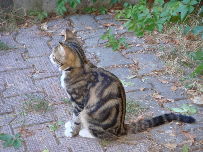 Мой хулиганчик.