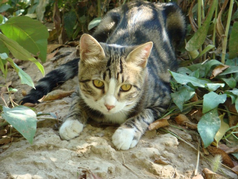 Мой хулиганчик.