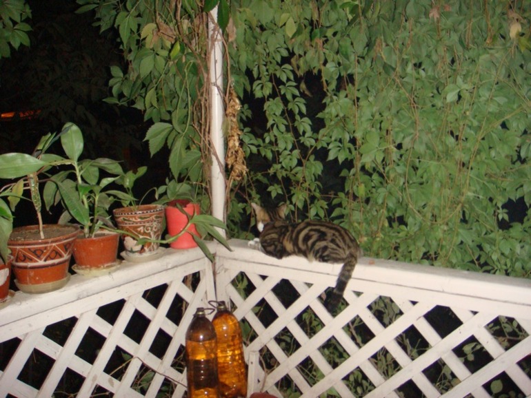 Мой хулиганчик.