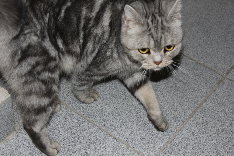 Пристрою кошку породы