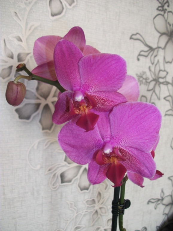 Ура!!!И я теперь с орхидеей!!!