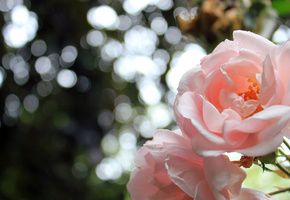 7 ПРАВИЛ ЧИСТОТЫ!