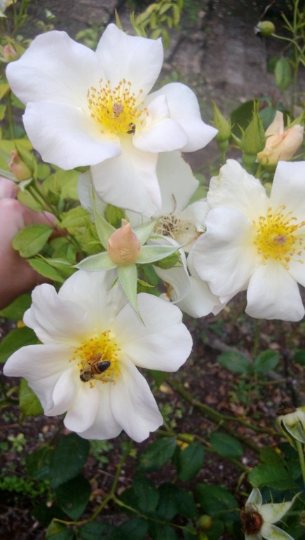 Милан-Венеция-Рим