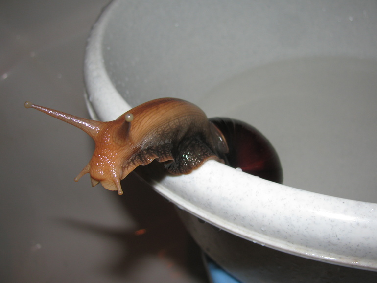 Наши улитончики (Подросший сэр и новенький Турбо)