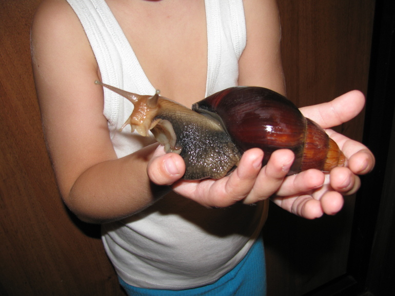 Наши улитончики (Подросший сэр и новенький Турбо)