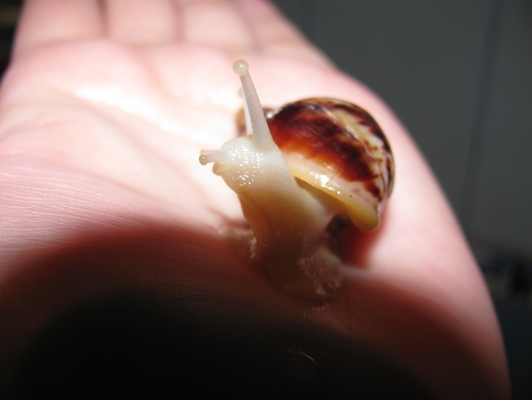 Наши улитончики (Подросший сэр и новенький Турбо)