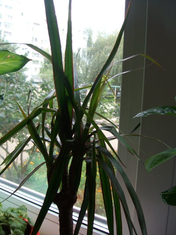 Прошу совета (драцена и кофе арабика)