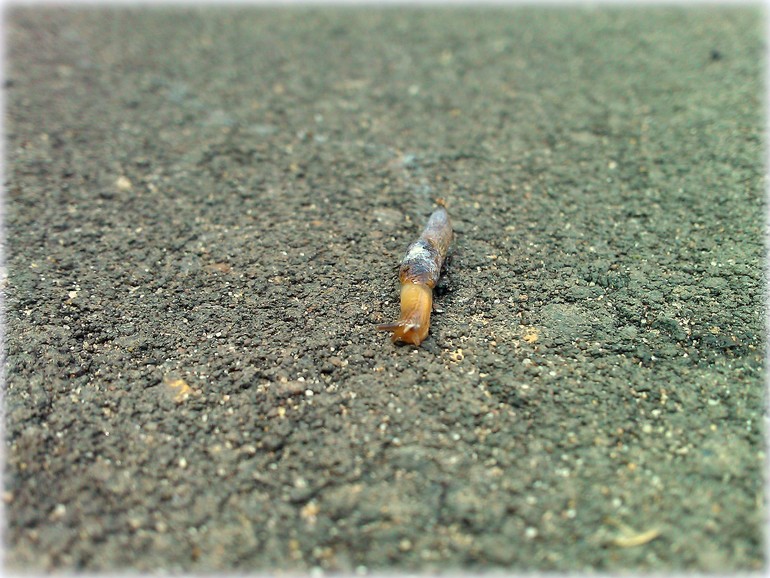 ТН Букашки (Насекомые)