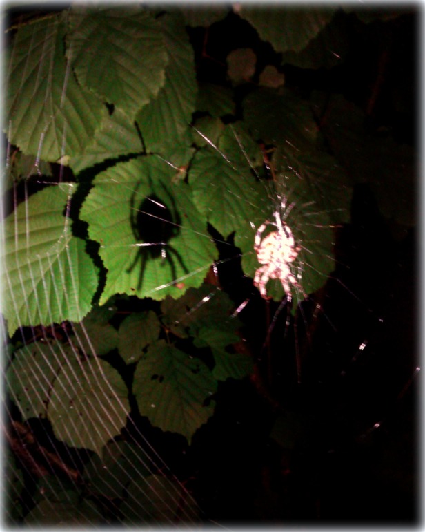 ТН Букашки (Насекомые)