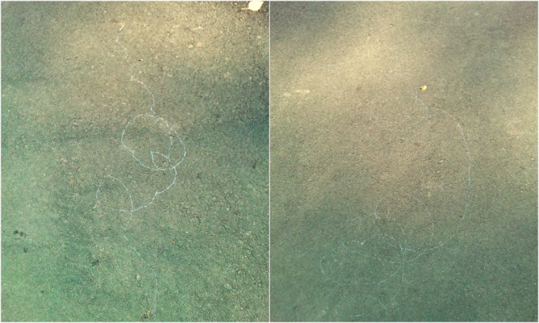 ТН Букашки (Насекомые)