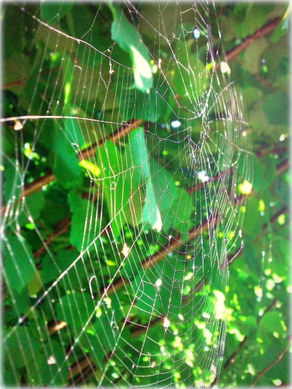 ТН Букашки (Насекомые)