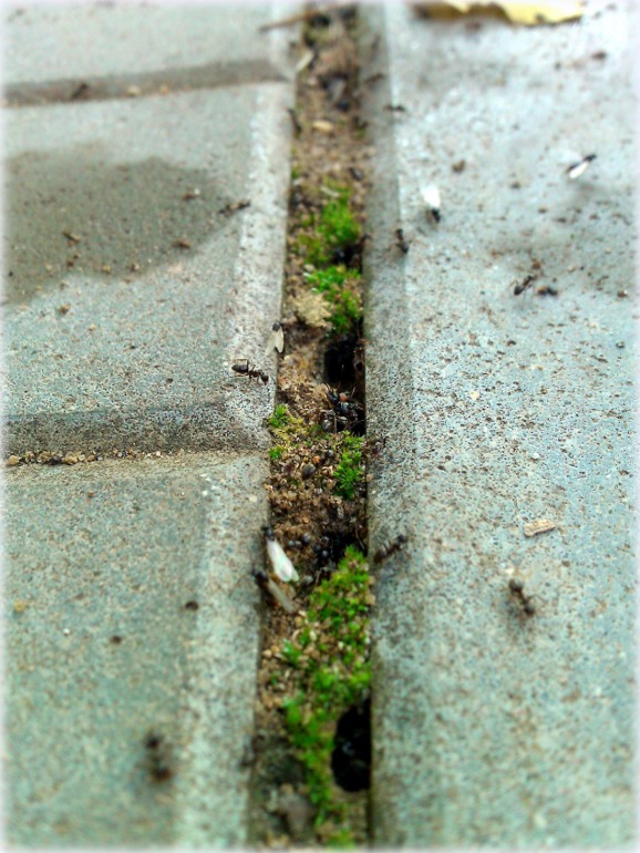 ТН Букашки (Насекомые)