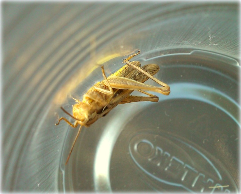 ТН Букашки (Насекомые)