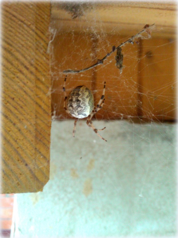 ТН Букашки (Насекомые)