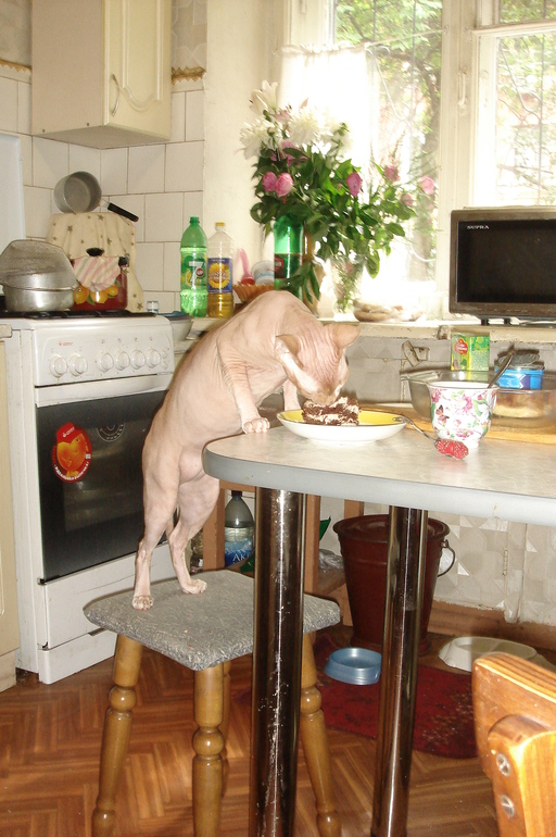 Наш любимый кот.