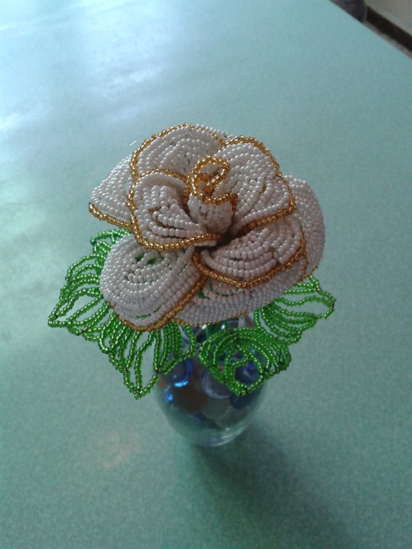 Моя первая роза))))