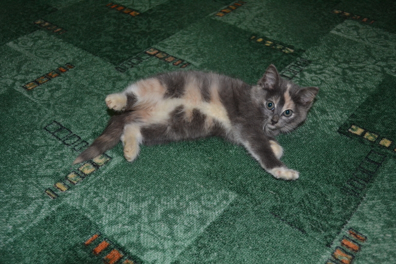 Семья снимет 1-комнатную квартиру в Мск до 27 тыс.