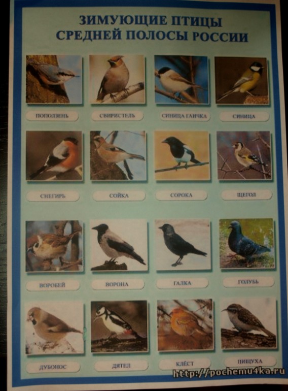Фото и названия птиц средней полосы