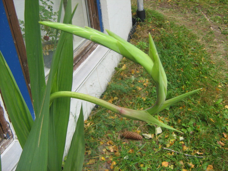 Что такое приключилось с гладиолусом?