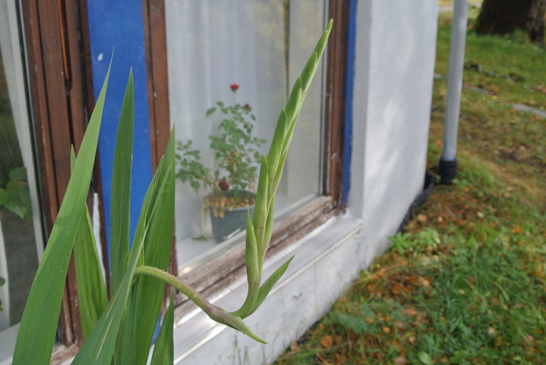 Когда срезать гладиолусы для букета?