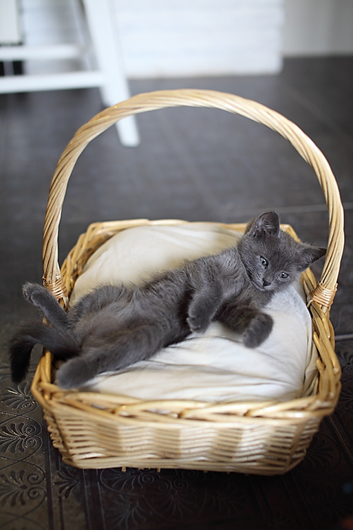 Как у нас остался кот