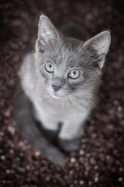 Как у нас остался кот