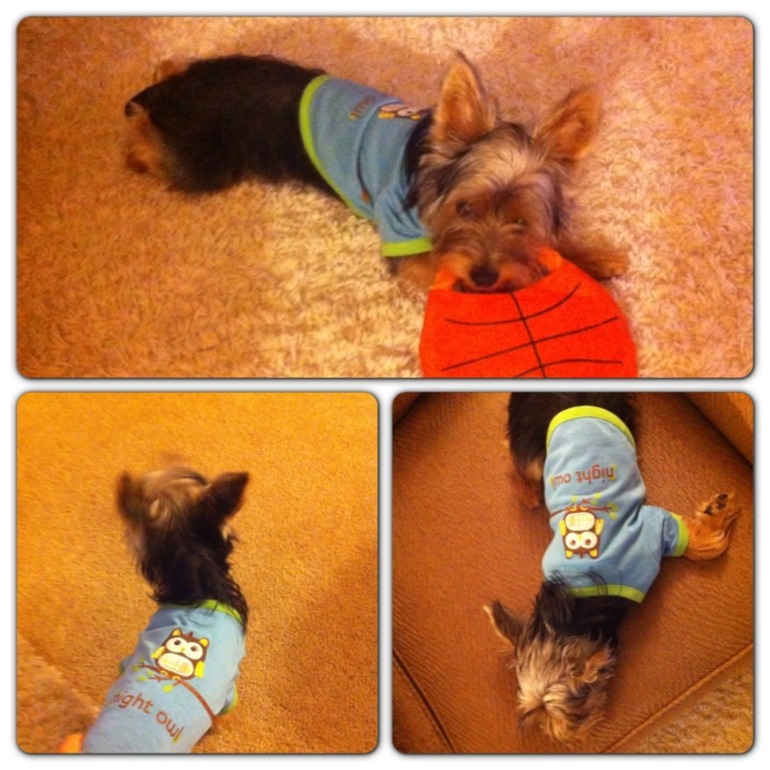 Обновки для собачки